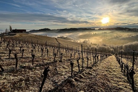 WW Magazin Gewinnspiel Sommer 2025 - Weingut Reinhard Muster