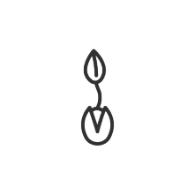 Keimling-Icon
