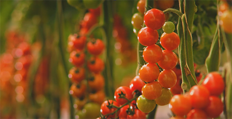 Viele rote Tomaten an Tomatenpflanzen in einem Gewächshaus