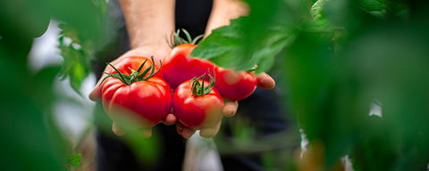 Eine Person hält rote, reife Tomaten in den Händen