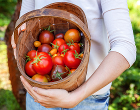 Eine Person mit einem Körbchen voller Tomaten in den Händen