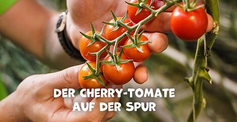 Video-Thumbnail zum INGO-Video "Auf die Cherry fertig los"