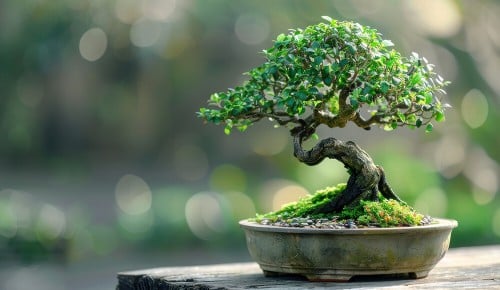Ein grünes, gepflegtes Bonsai-Bäumchen auf einem Holztischchen