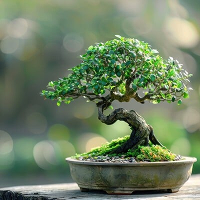 Ein grünes, gepflegtes Bonsai-Bäumchen auf einem Holztischchen