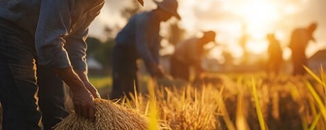 Mehrere Personen arbeiten in der Abenddämmerung auf einem Reisfeld