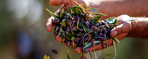 Hände halten Oliven für das SPAR Natur*pur Olivenöl aus Griechenland