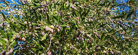 Olivenbaum der Plantage für das SPAR Natur*pur Olivenöl aus Griechenland