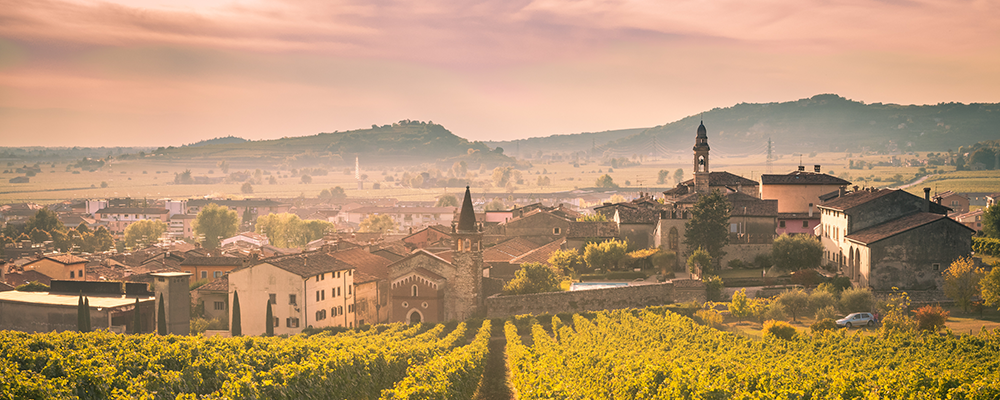 Weinreben vor einer italienischen Stadt im Sonnenschein
