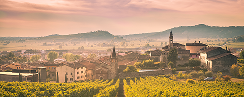 Weinreben vor einer italienischen Stadt im Sonnenschein