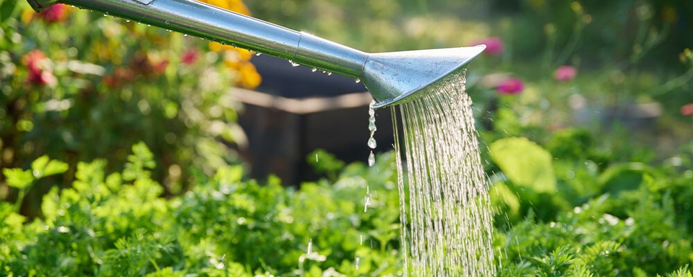 Pflanzenbewässerung und Pflanzendüngung mit Gartenschlauch oder Gießkanne
