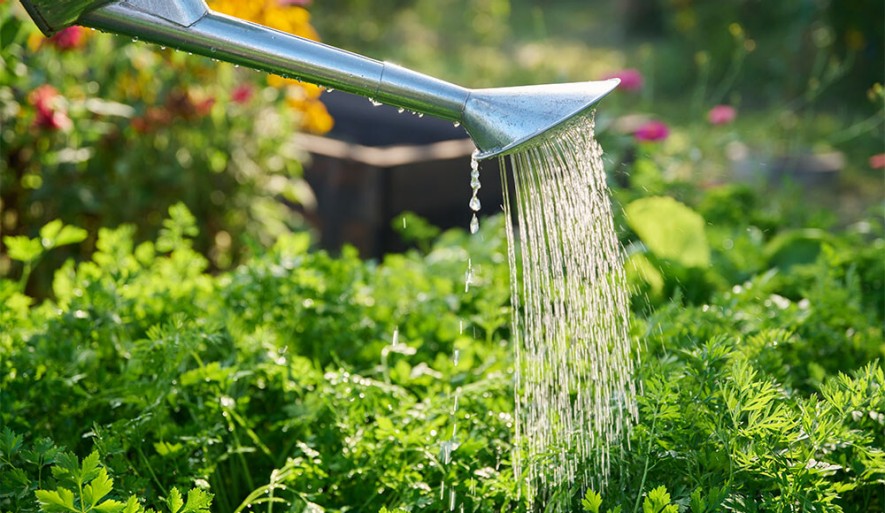 Pflanzenbewässerung und Pflanzendüngung mit Gartenschlauch oder Gießkanne