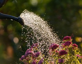 Pflanzenbewässerung und Pflanzendüngung mit Gartenschlauch oder Gießkanne