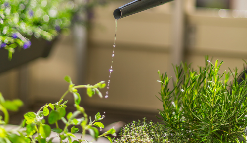 Wasser tropft aus einem Gartenschlauch in frische Pflanzen
