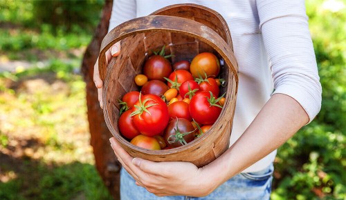 Eine Person hält ein Körbchen voller reifer Tomaten