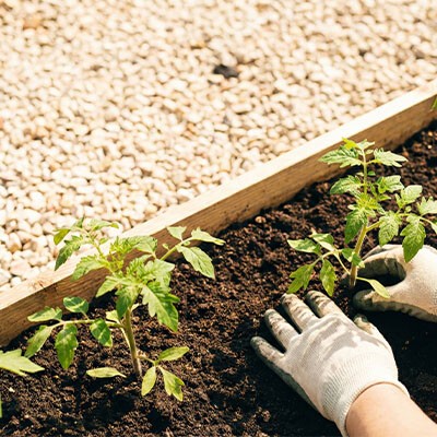 Gärtnern im erhöhten Beet und Hochbeet mit Gartenwerkzeug und Pflanzen