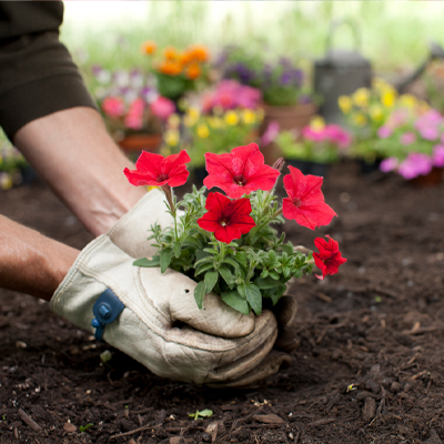 Eine Person beim Einsetzen einer Blumenpflanze in Erde