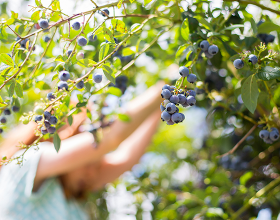 Eine Frau pflückt frische Beeren von einem Busch