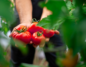 Eine Person hält rote, reife Tomaten in den Händen