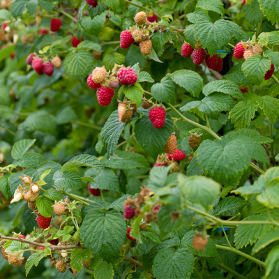 Ein Strauch mit reifen Himbeeren