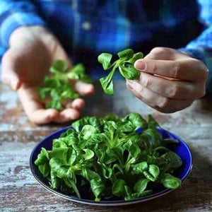 Eine Person mit einer Schüssel Feldsalat am Tisch