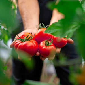 Ein Mann hält frische, rote Tomaten in den Händen