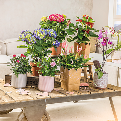 Viele bunte Schnittblumensträuße auf einem Tisch