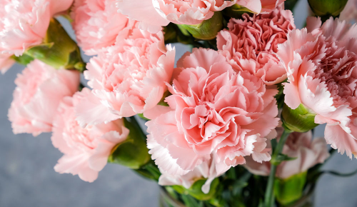 Hell pink blühende Schnittblumen in einer Vase