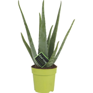 Ein Topf mit einer Aloe Vera