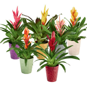 Mehrere Töpfchen mit Bromelien