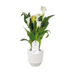 Ein Töpfchen mit einer Calla