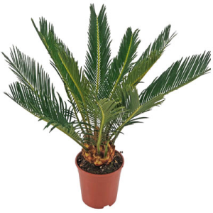 Ein Topf mit einer Cycas
