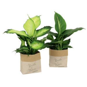 Zwei Pflanzensackerl mit Dieffenbachia