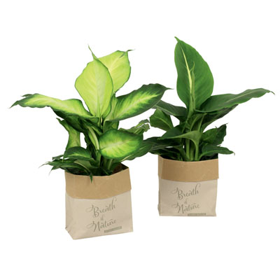 Zwei Pflanzensackerl mit Dieffenbachia