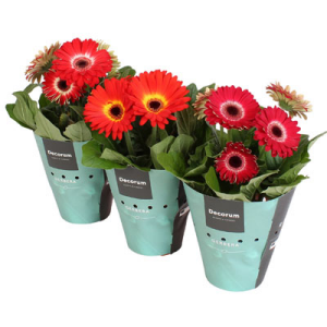 Drei Töpfchen mit Gerberas