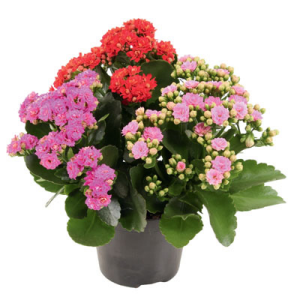 Ein Töpfchen mit einer Kalanchoe