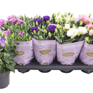 Mehrere Töpfchen mit Lisianthus