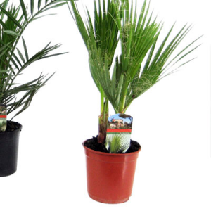 Ein Topf mit einer Livstone Palme
