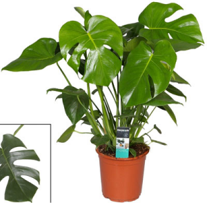 Ein Topf mit einer Monstera
