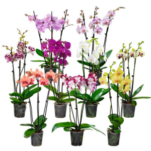 Mehrere Töpfchen mit bunten Phalaenopsis 