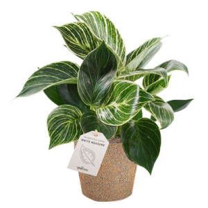 Ein Topf mit einem Philodendron