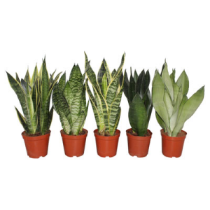 Mehrere Töpfe mit Sansevieria