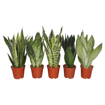 Mehrere Töpfe mit Sansevieria