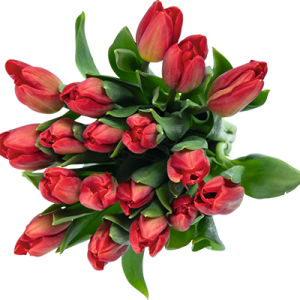 Ein Bund roter Tulpen