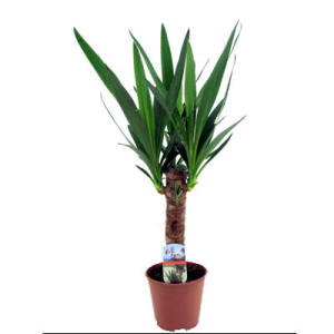 Ein Topf mit einer Yucca Palme