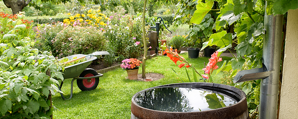 Ein gepflegter Garten mit verschiedenen Pflanzen und einem Regenfass