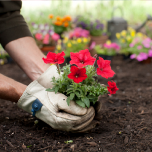 Eine Person beim Einsetzen einer Blumenpflanze in Erde
