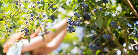 Eine Frau beim Pflücken von Beeren an einem Strauch