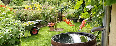 Ein gepflegter Garten mit verschiedenen Pflanzen und einem Regenfass