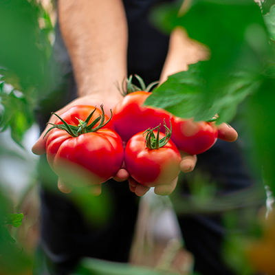 Ein Mann hält frische, rote Tomaten in den Händen