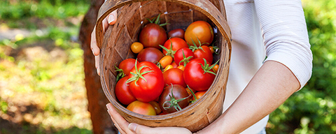 Eine Person mit einem Körbchen voller Tomaten in den Armen